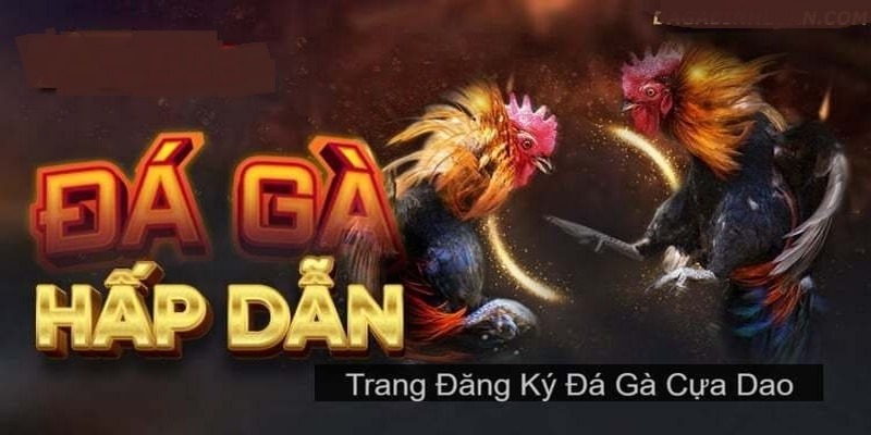 kèo đá gà trực tiếp kubet